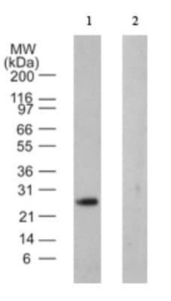 VABP Antibody (6C239.4) - Azide and BSA Free, Novus Biologicals 0.1 mg;
